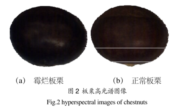 高光譜成像儀在霉?fàn)€板栗檢測(cè)中的應(yīng)用